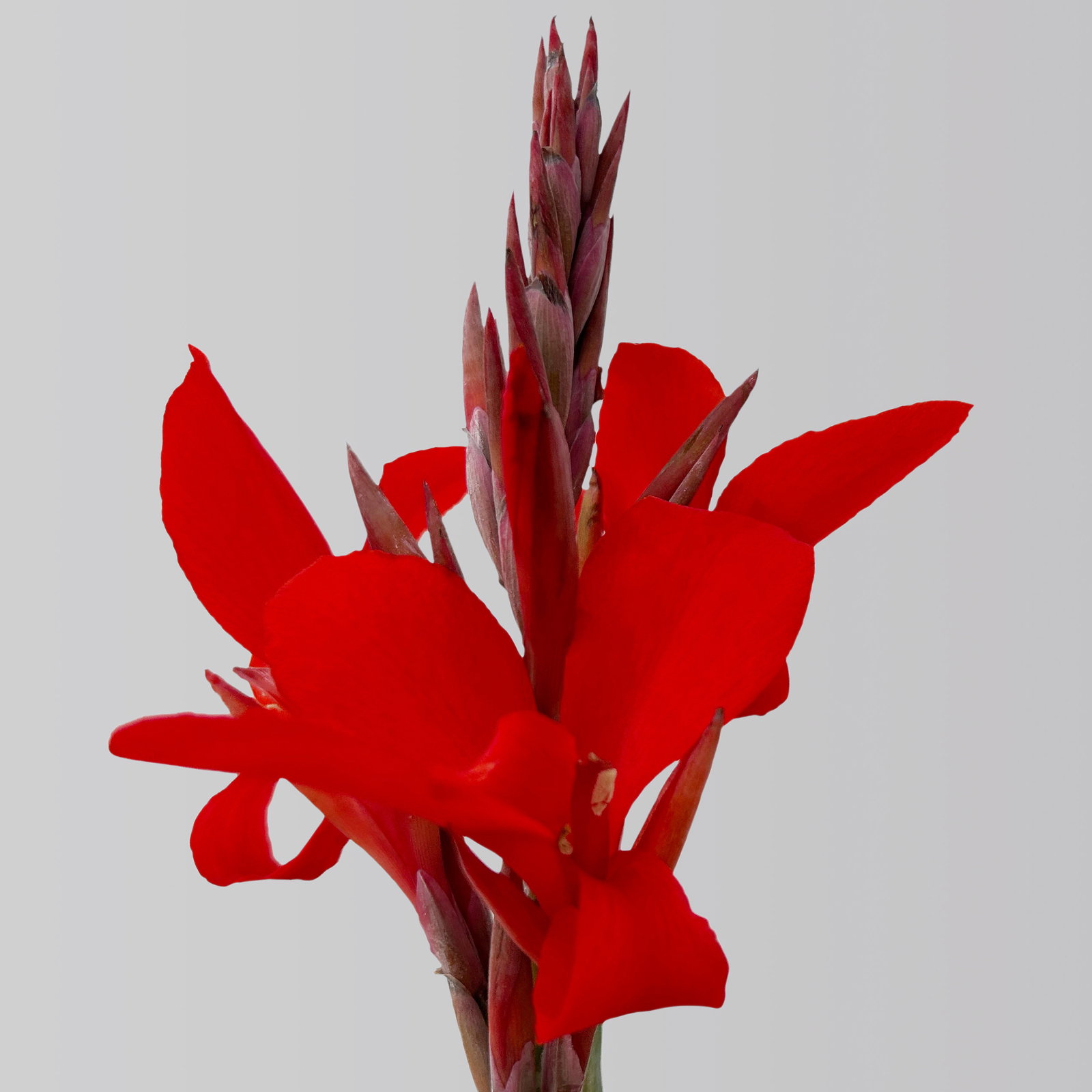 Canna 'Kreta, rot, Topf-Ø 17 cm, 2 Pflanzen Canna 'Kreta, rot, Topf-Ø 17 cm, 2 Pflanzen
