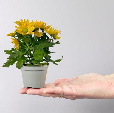 Chrysantheme Mini 'Swifty', Mix zufällig, Topf-Ø 6 cm, 12 Pflanzen