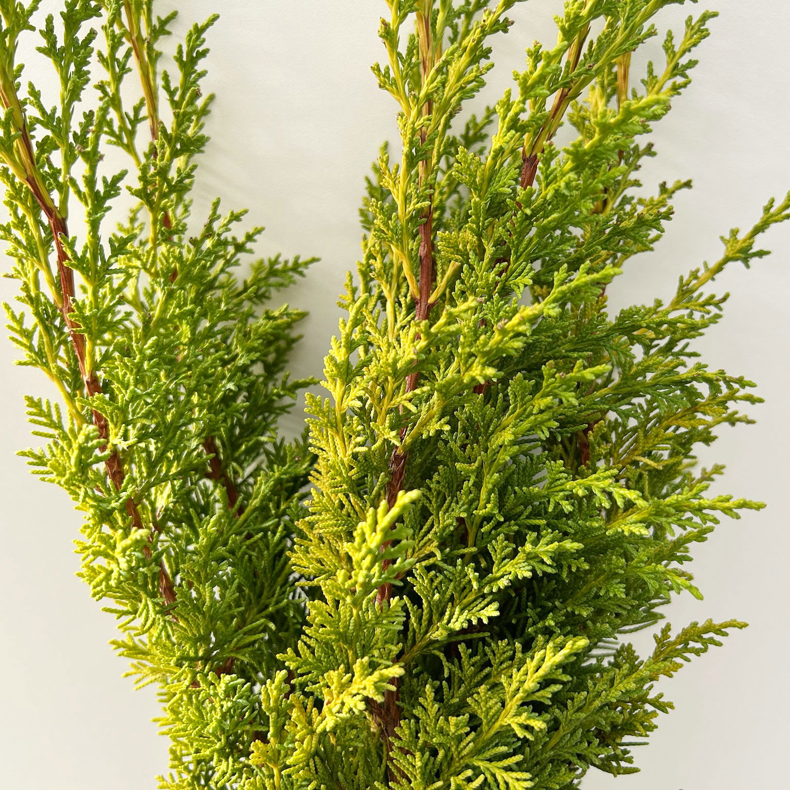 Wacholder 'Aurea' im Handbund, gelb, 3 Bund