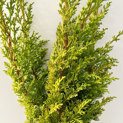 Wacholder 'Aurea' im Handbund, gelb, 3 Bund