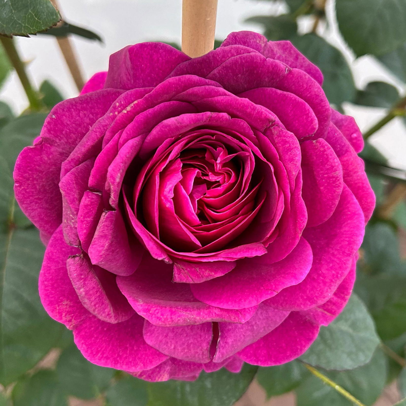 Duftende Edelrose 'Laudatio'®, purpur-pinkviolett, Doppelbogen, Topf 10 Liter