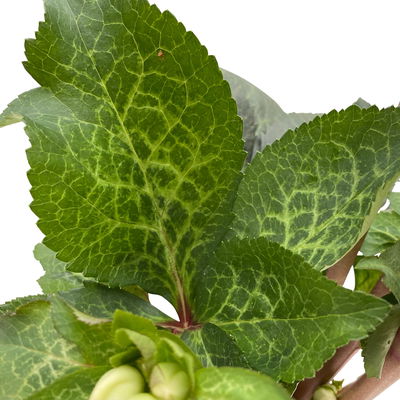 Helleborus 'Glenda's Gloss' rosa-weiß, Topf-Ø 15 cm Helleborus 'Glenda's Gloss' rosa-weiß, Topf-Ø 15 cm