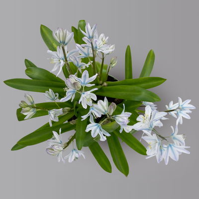 Kaukasischer Blaustern hellblau, vorgetrieben, Topf-Ø 10 cm, 6 Pflanzen