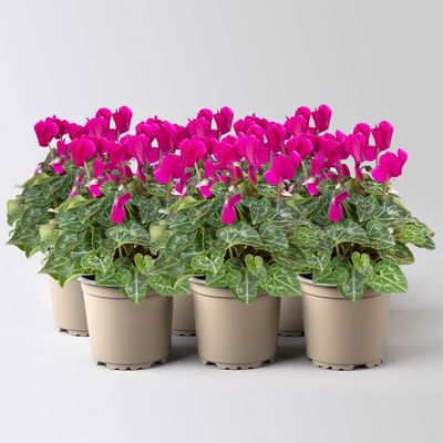 Alpenveilchen 'Outland', lila, Topf-Ø 10,5 cm, 6 Pflanzen Alpenveilchen 'Outland', lila, Topf-Ø 10,5 cm, 6 Pflanzen