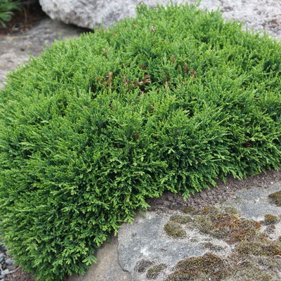 Miniatur-Zypresse 'Green Globe', 5er-Set, Topf 2 Liter