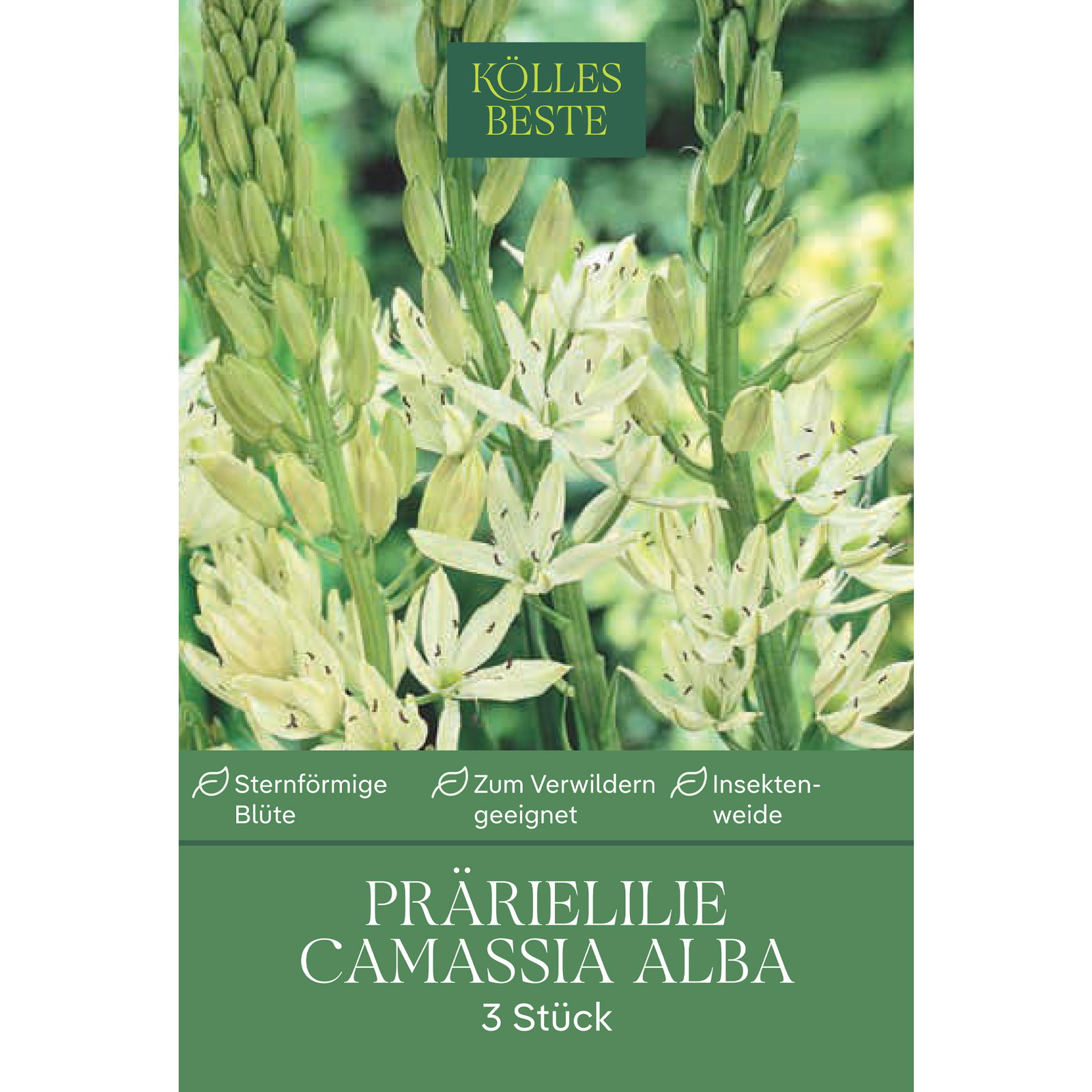 Camassia Leichtlinii Alba weiß, 3 Blumenzwiebeln