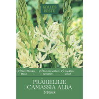 Camassia Leichtlinii Alba weiß, 3 Blumenzwiebeln Camassia Leichtlinii Alba weiß, 3 Blumenzwiebeln