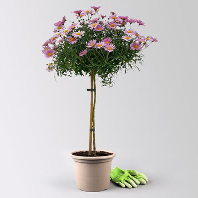 Margerite, rosa, Stamm, Topf-Ø 25 cm Margerite, rosa, Stamm, Topf-Ø 25 cm