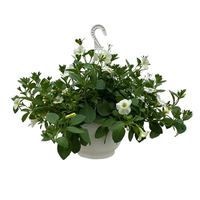 gemischte Sommerblumen-Ampel, weiß, Ampeltopf-Ø 27 cm