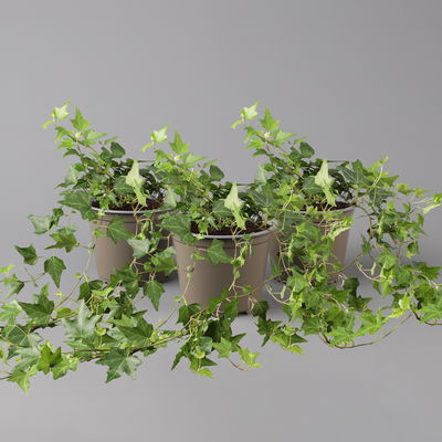 Efeu, grün, Topf-Ø 12/13 cm, 3 Pflanzen Efeu, grün, Topf-Ø 12/13 cm, 3 Pflanzen