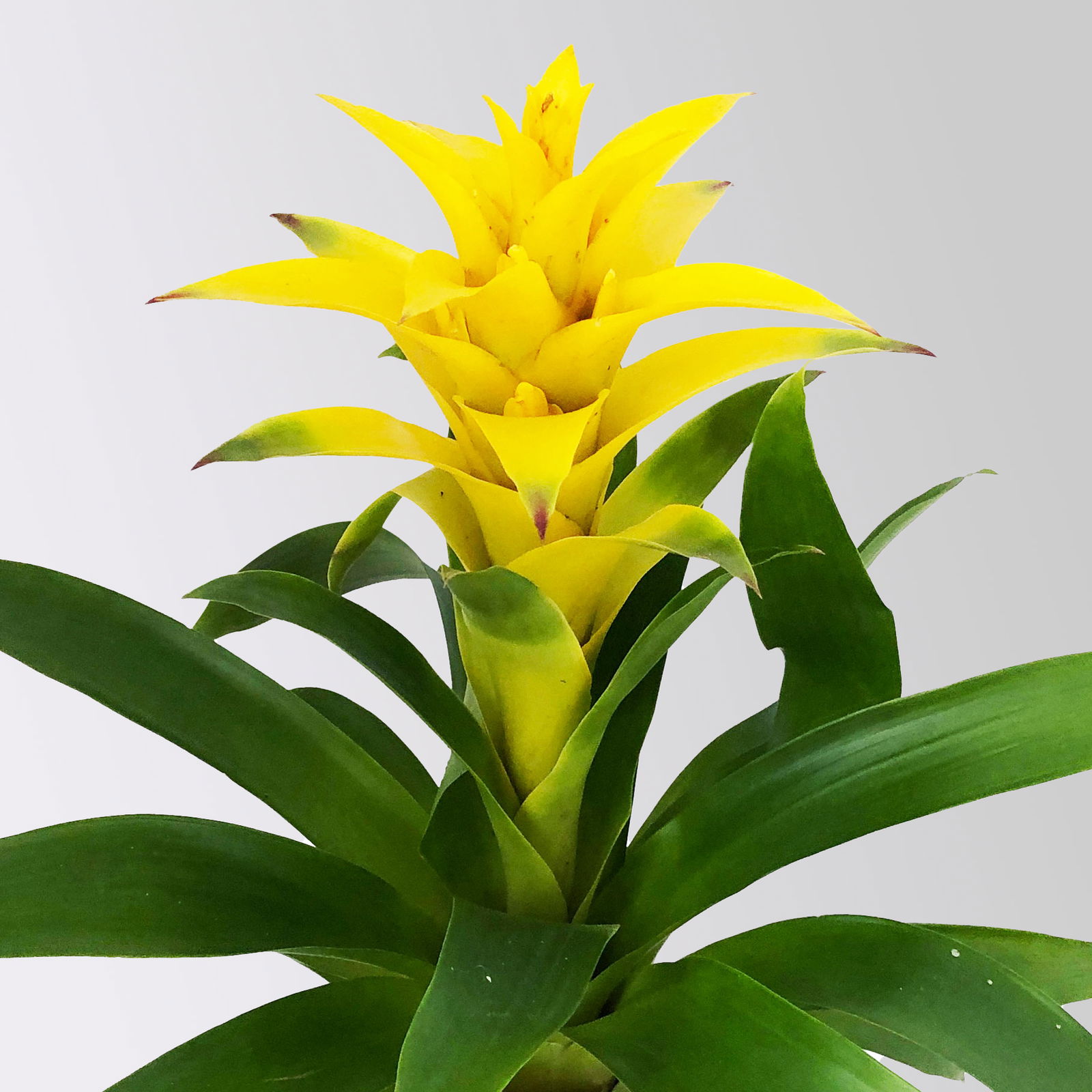 Guzmanie 'Diana', gelb, Topf-Ø 12 cm, im Übertopf Vibes gelb, Höhe ca. 50 cm