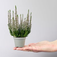 Knospenheide Mini, rosa, Topf-Ø 6 cm, 12 Pflanzen