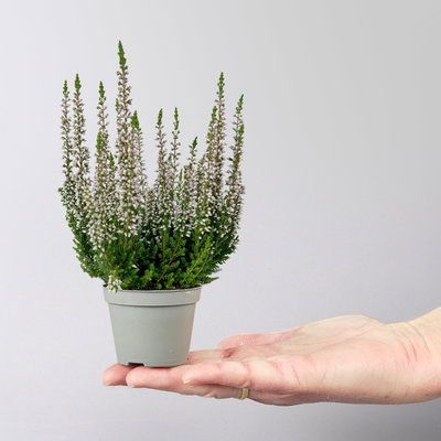 Knospenheide Mini, rosa, Topf-Ø 6 cm, 12 Pflanzen Knospenheide Mini, rosa, Topf-Ø 6 cm, 12 Pflanzen
