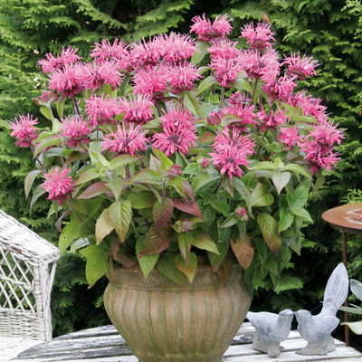 Bio Indianernessel 'Pink Lace' pink, Topf 11x11 cm, 3 Pflanzen Bio Indianernessel 'Pink Lace' pink, Topf 11x11 cm, 3 Pflanzen