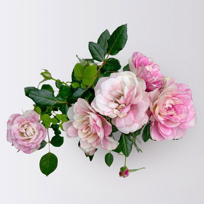 Rose 'Pia', rosa-weiß, Mini, Topf-Ø 7 cm, 8 Pflanzen Rose 'Pia', rosa-weiß, Mini, Topf-Ø 7 cm, 8 Pflanzen