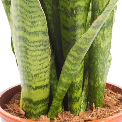 Bogenhanf, Topf-Ø 17 cm, Höhe ca. 40-60 cm