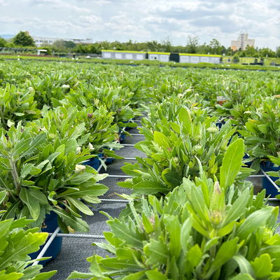 Kokardenblume 'Kobold' gelb-rot, Topf-Ø ca. 19 cm