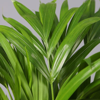 Goldfruchtpalme in Übertopf Vibes gelb, Topf-Ø 13 cm, Höhe ca. 20-30 cm, 2er-Set