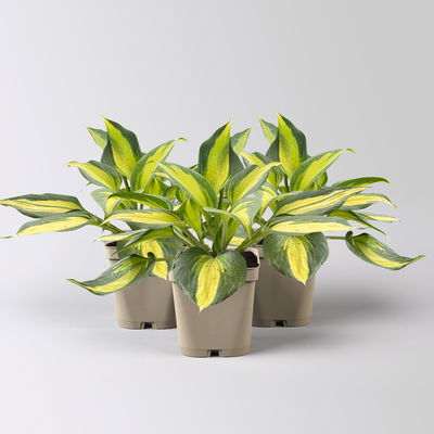 Bio Funkien 'Touch of Class®' hellviolett, Topf 11x11 cm, 3 Pflanzen Bio Funkien 'Touch of Class®' hellviolett, Topf 11x11 cm, 3 Pflanzen