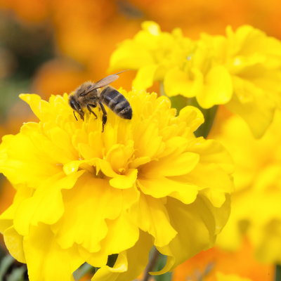 Tagetes, Farbe zufällig, Topf-Ø 13 cm, 6 Pflanzen