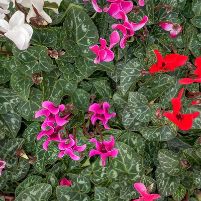 Alpenveilchen, Farben zufällig, Mini, Topf-Ø 6 cm, 10 Pflanzen