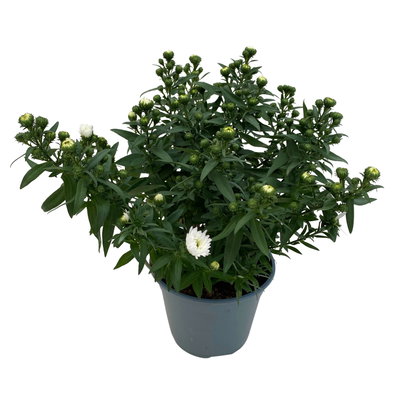 Aster novi-belgii, weiss gefüllt, Topf-Ø 12 cm, 6 Pflanzen Aster novi-belgii, weiss gefüllt, Topf-Ø 12 cm, 6 Pflanzen