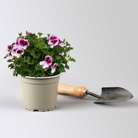 Geranie 'Angel® Indy®', rosa-pink, Topf-Ø 12 cm, 6 Pflanzen