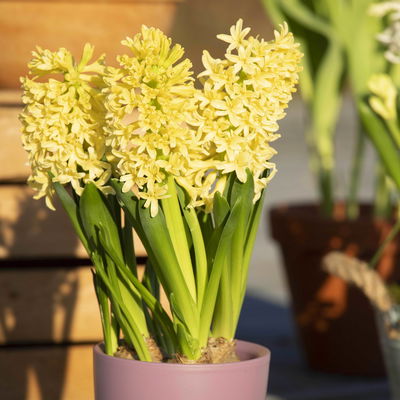 Hyazinthe gelb & orange, vorgetrieben, Topf-Ø 12 cm, 6 Pflanzen