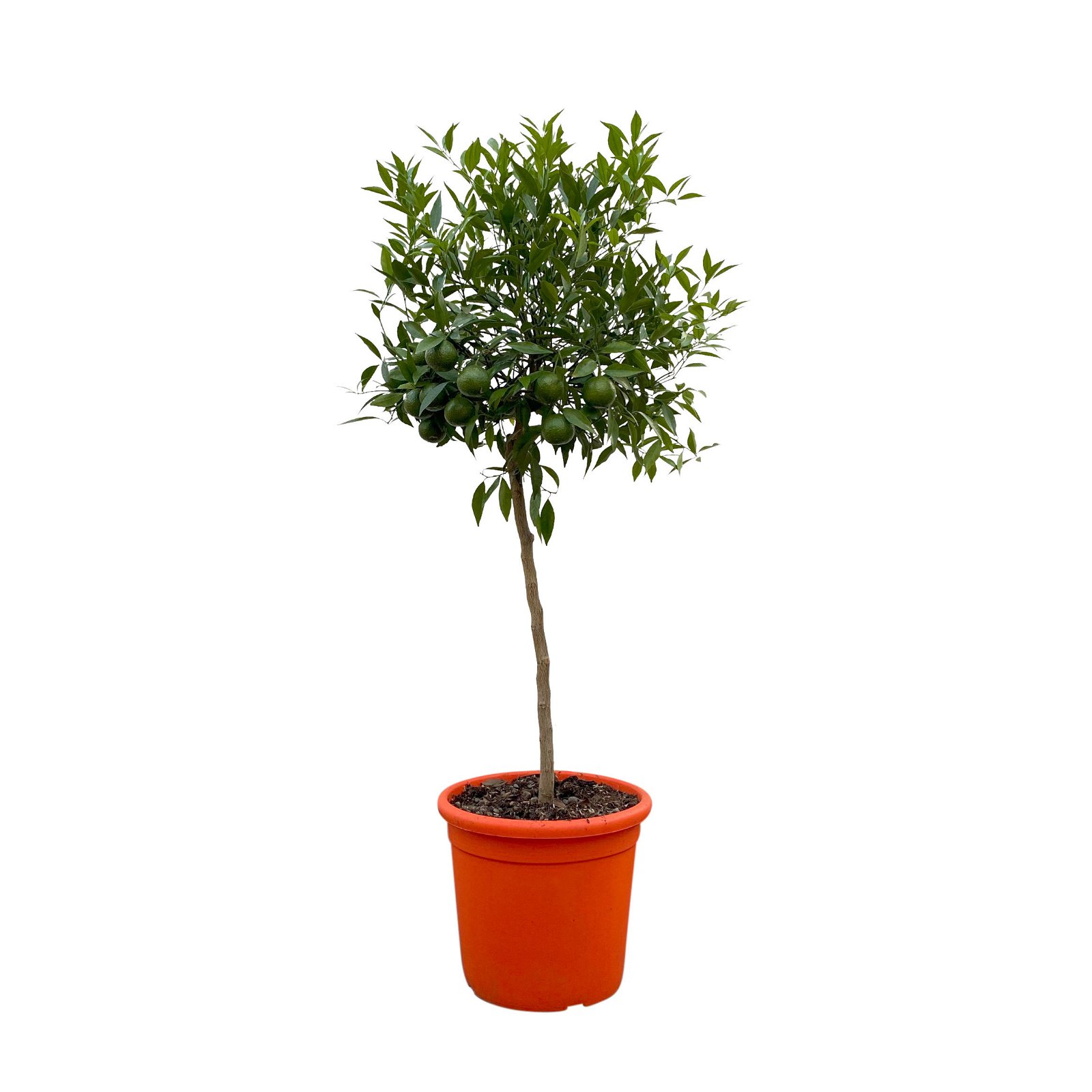 Mandarinenbaum, Stamm, Topf-Ø ca. 24 cm, Höhe ca. 140 cm