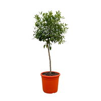 Mandarinenbaum, Stamm, Topf-Ø ca. 24 cm, Höhe ca. 140 cm