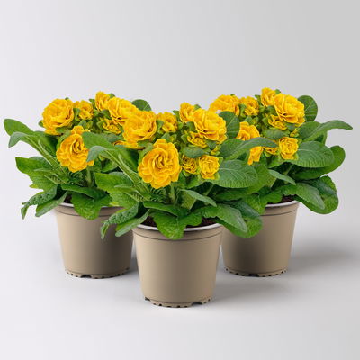 Primel 'Belarina', gelb, Topf-Ø 12 cm, 3 Pflanzen Primel 'Belarina', gelb, Topf-Ø 12 cm, 3 Pflanzen