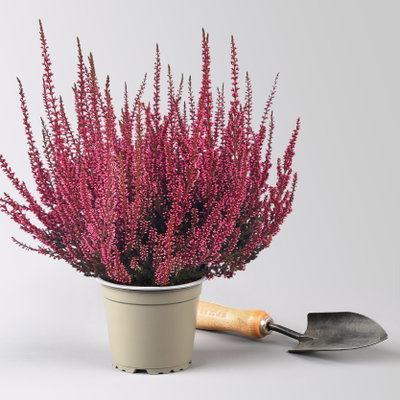 Knospenheide 'Picasso' gefärbt, Farben zufällig, Topf-Ø 12 cm, 6 Pflanzen Knospenheide 'Picasso' gefärbt, Farben zufällig, Topf-Ø 12 cm, 6 Pflanzen