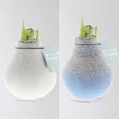 Amaryllis in Wachs, Dekor 'Frozen Mix', Farbe zufällig, Blüte weiß