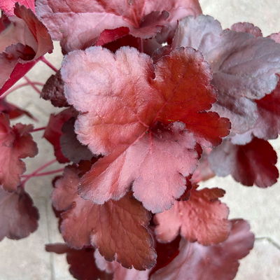 Bio Purpurglöckchen 'Fire Alarm', rot, Topf-Ø 12 cm, 3 Pflanzen Bio Purpurglöckchen 'Fire Alarm', rot, Topf-Ø 12 cm, 3 Pflanzen