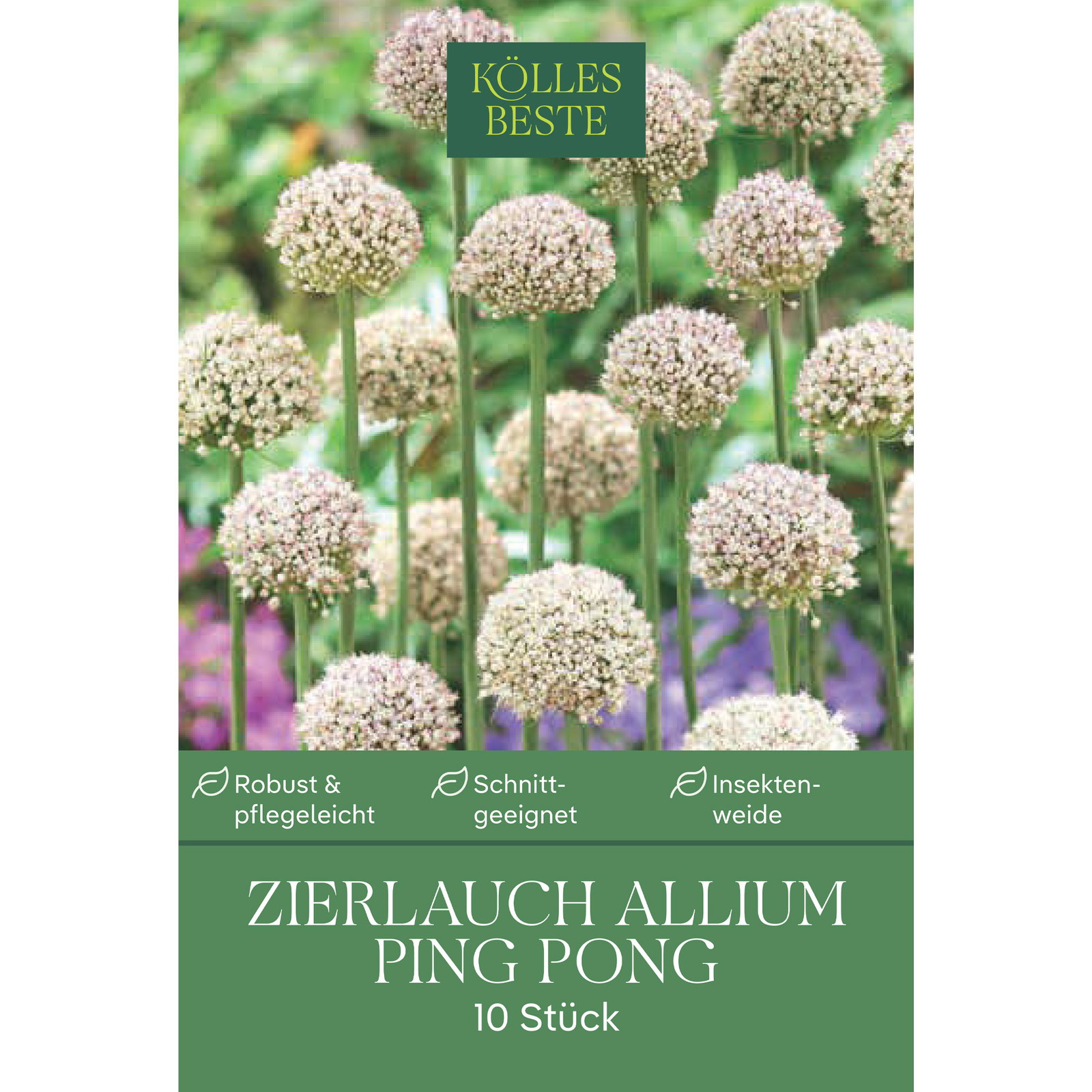Kölles Beste Zierlauch Allium Ping Pong, 10 Blumenzwiebeln