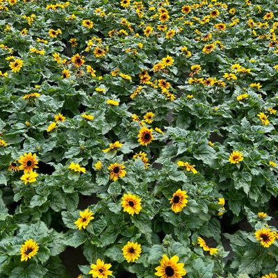 Sonnenblume gelb-bronze, Topf-Ø 14 cm, 3 Pflanzen