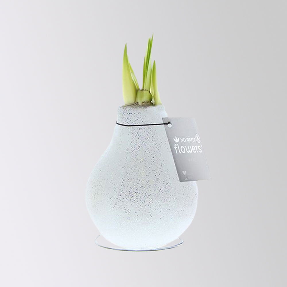 Amaryllis in Wachs, Dekor 'Glitter Charm' nach Verfügbarkeit, Blüte weiß