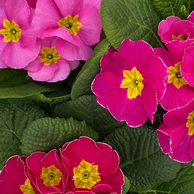 Primel rosa, Topf-Ø 10,5 cm, 8 Pflanzen Primel rosa, Topf-Ø 10,5 cm, 8 Pflanzen