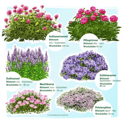 Duftstauden Set, 16 Pflanzen für 3 m², bunt Duftstauden Set, 16 Pflanzen für 3 m², bunt