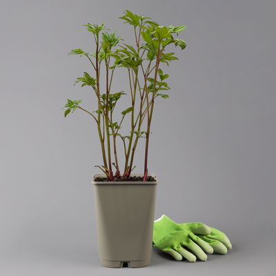 Kölles Beste Edel-Pfingstrose, Paeonia 'Krinkled White', weiß, Topf 19 cm