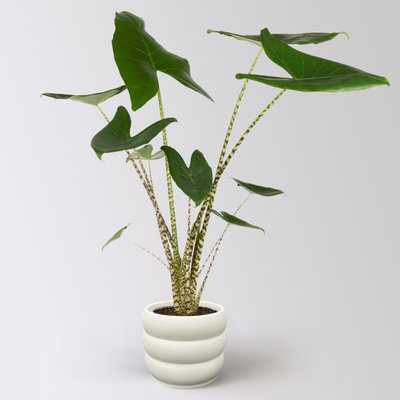 Alocasia 'Zebrina', in Keramiktopf Byron, Topf-Ø 17 cm, Höhe ca. 60 cm Alocasia 'Zebrina', in Keramiktopf Byron, Topf-Ø 17 cm, Höhe ca. 60 cm