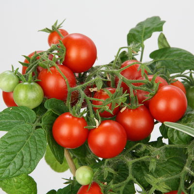 Blu Bio Cocktailtomate 'Naschtomate F1', Topf-Ø 12 cm, 3er Set