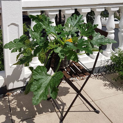 Blu Bio Zucchini 'Balkon-Zucchini', Topf-Ø 12 cm, 3er Set