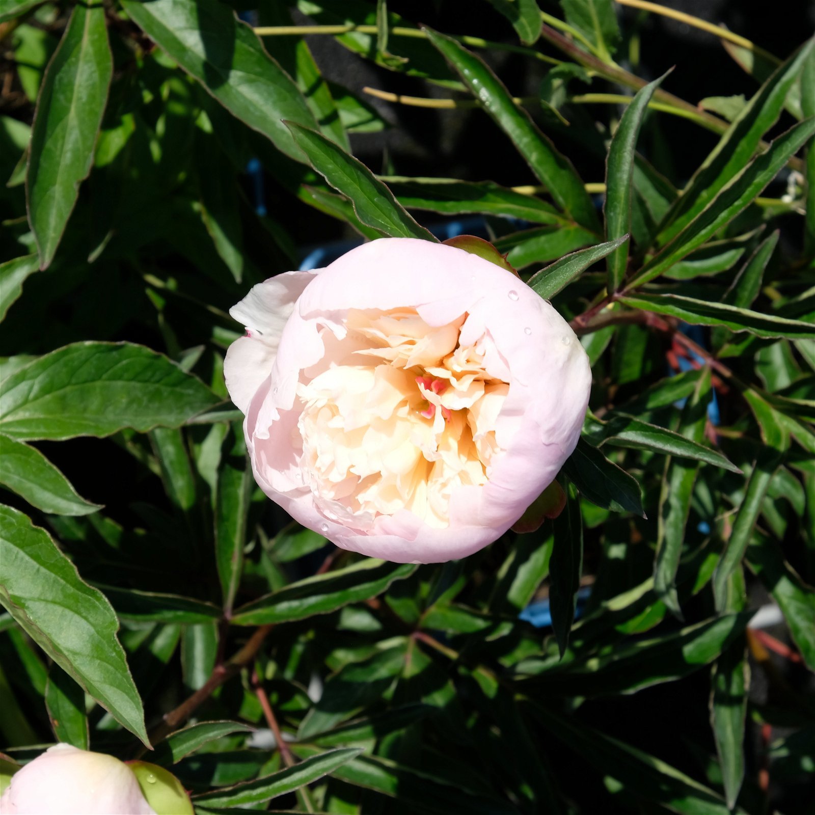 Pfingstrose, Paeonia lactiflora 'Shirley Temple', zartrosa, Topf 3 l