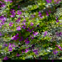 Pflanzenkreation Spätsommer-Zeit lila-pink, 8 Pflanzen inkl. Erde & Dünger
