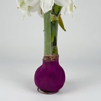 Amaryllis in Wachs XL, Dekor 'Velvet Purple', Blüte weiß Amaryllis in Wachs XL, Dekor 'Velvet Purple', Blüte weiß