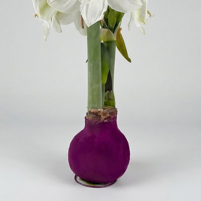 Amaryllis in Wachs XL, Dekor 'Velvet Purple', Blüte weiß Amaryllis in Wachs XL, Dekor 'Velvet Purple', Blüte weiß