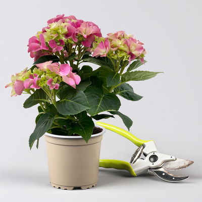 Hortensie rosa, mind. 3 Dolden, Topf-Ø 10 cm, Höhe ca. 20 cm, 3 Pflanzen Hortensie rosa, mind. 3 Dolden, Topf-Ø 10 cm, Höhe ca. 20 cm, 3 Pflanzen