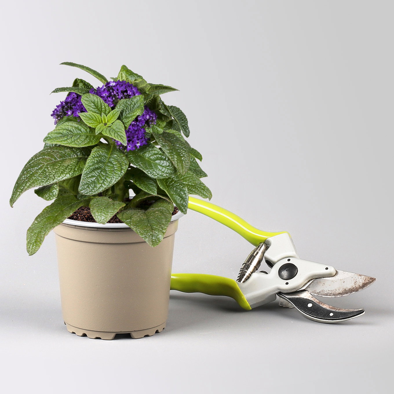 Pflanzenkreation 'Duft', 12 Pflanzen inkl. Erde und Dünger