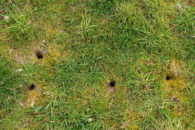 Wühlmausgas Arrex gegen Wühlmäuse & Maulwürfe, 250 g